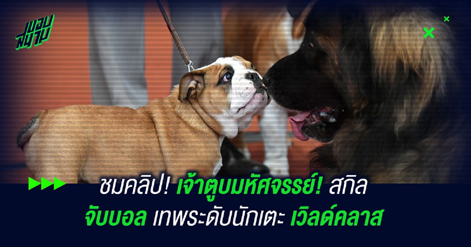 ชมคลิป! เจ้าตูบมหัศจรรย์! สกิลจับบอลเทพระดับนักเตะเวิลด์คลาส ชมคลิป! เจ้าตูบมหัศจรรย์! สกิลจับบอลเทพระดับนักเตะเวิลด์คลาส
