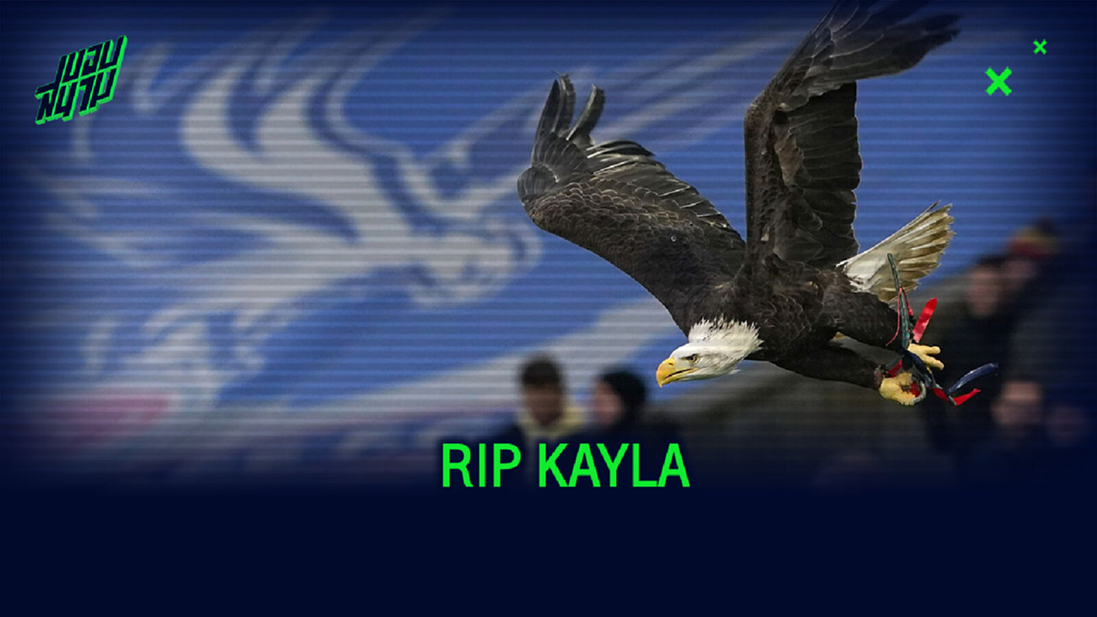 RIP KAYLA : นกอินทรีย์มาสค็อต ของ คริสตัล พาเลซ สิ้นใจในวัย 28 ปี RIP KAYLA : นกอินทรีย์มาสค็อต ของ คริสตัล พาเลซ สิ้นใจในวัย 28 ปี