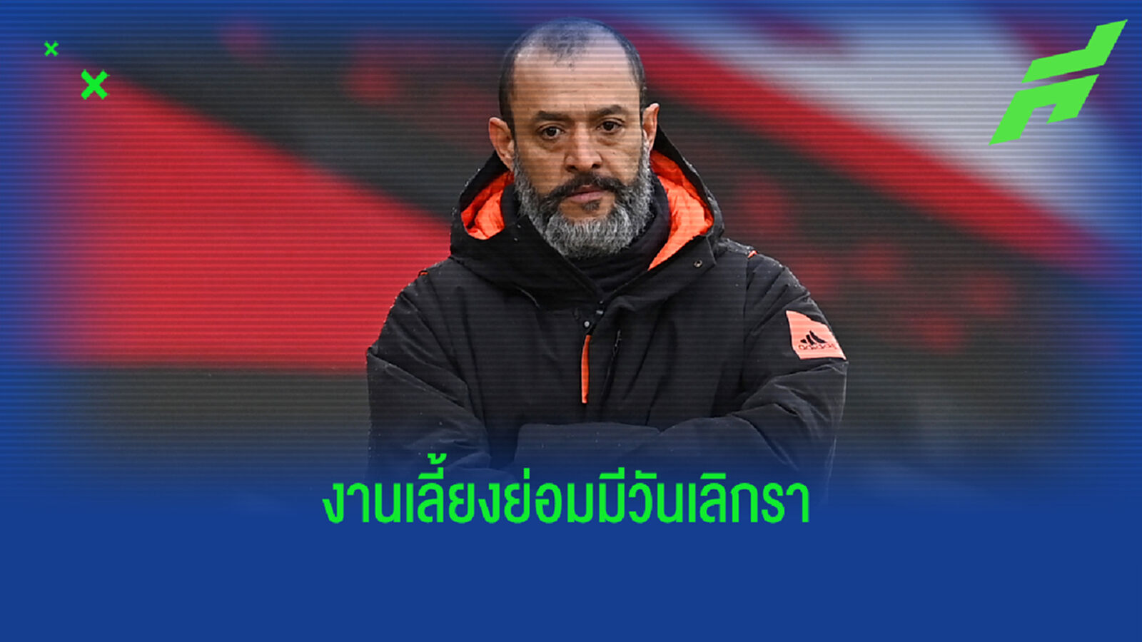 วูล์ฟ แยกทาง นูโน่ หั่นราคาอาจโยกไปคุม ไก่เดือยทอง
